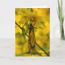 Search for yellow flower cards Insect