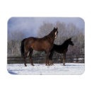 Search for mare magnets Equestrian