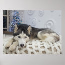 Search for husky posters Siberian huskies
