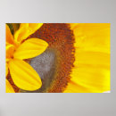 Search for annuals posters Helianthus