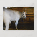 Search for steer postcards Bull