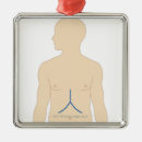 Search for accuracy christmas tree decorations Healthcare and medicine