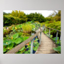 Search for water lily pond posters Lotus