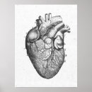 Search for heart diagram posters Doctor
