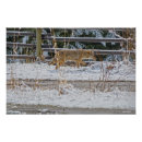 Search for american wildlife posters Animal lovers