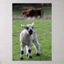 Search for farm animals birthday posters Baby