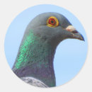 Search for homing stickers Nature