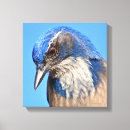 Search for blue jay bird canvas prints Animals