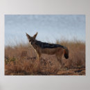 Search for jackal posters Animal