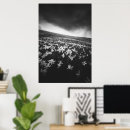 Search for narcissus posters Daffodil