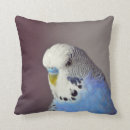 Search for budgie cushions Parrot
