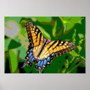 Search for monarch butterfly posters Photography