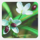 Search for ladybird stickers Plant