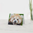 Search for red panda cards Wildlife