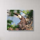 Search for bald eagle canvas prints Predator