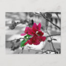 Search for isolate postcards Pink