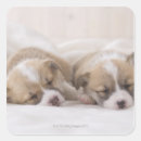 Search for sleeping dog stickers Animal
