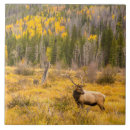 Search for cathy tiles Colorado