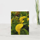 Search for calla lily cards Flowers
