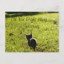 Search for alone postcards Kitten