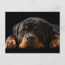 Search for rottweiler puppies cards Rottweiller