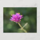 Search for yellow blossoms postcards Garden