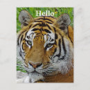 Search for animal face postcards Wildlife