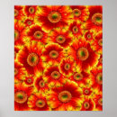 Search for gerbera daisy posters Daisies