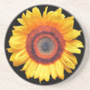 Search for sunflower coasters Photography