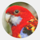 Search for cheeky stickers Parrot