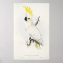 Search for lear posters Cockatoo