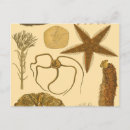 Search for algae postcards Sand dollar