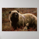 Search for daddy bear posters Bears