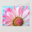 Search for pink daisy postcards Nature