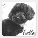 Search for poodle puppy stickers Animals