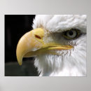 Search for birds of prey posters Eagle
