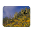 Search for pipe organ magnets Arizona