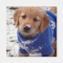 Search for retriever magnets Puppy