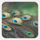 Search for peacock feathers stickers Beauty