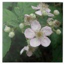 Search for blackberry tiles Summer