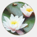 Search for water lilly Lilies