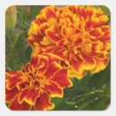Search for orange marigold stickers Red
