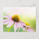 Search for echinacea postcards Purple