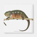 Search for blooded magnets Wildlife