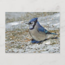 Search for blue jay postcards Snow