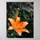 Search for burst posters Orange