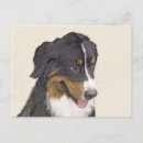 Search for mountain dog postcards Berner sennenhund