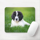 Search for newfoundland dog mousepads Landseer