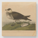 Search for jaeger Bird