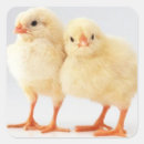 Search for easter chick stickers Children